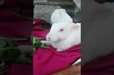 The Cute Rabbit