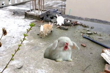 Funny Animal Running | My Cute Bunny Rabbit