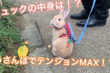 公園をうさんぽでハーネス付けに苦戦！ネザーランドドワーフうさぎのリュック姿がかわいすぎる！Cute Netherlands dwarves bunny walk in park. PART1