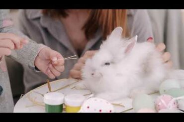 Cute Baby Bunny Rabbit Videos
