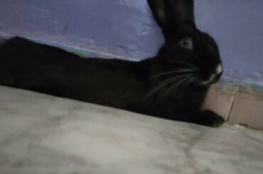 Cute Bunny Pictures
