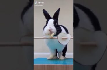 Cute bunny🐰🐰🐰🐰🐰