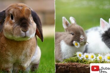 🆕funny And Cute Baby Bunny Rabbit Videos 👉 Funny Baby Bunny Rabbits Video