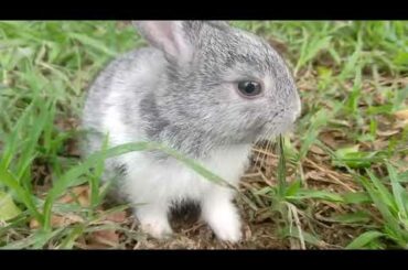 முயல் குட்டிகள்   Rabbit Babies Newborn  Cutest Baby Bunnies in tamil