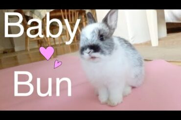 Cute Baby Bunny Eating and Washing His Face 2 Months Old #babybunny #babybunnyeating #cutebunny