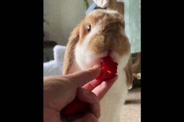 Cute bunny.They are eating strawberry.