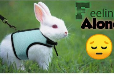 Cute rabbit ❤️ feeling alone 😔
