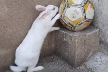 Cute bunny grooming before posing with FOOTBALL!!