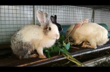 Rabbit, Rabbit Eating Vegetable, Funny Baby Bunny Rabbit Videos Compilation, Cute Rabbits
