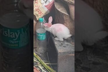 my cute rabbit Chikki