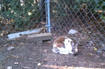 remember when video .(baby rabbit all grown up !)