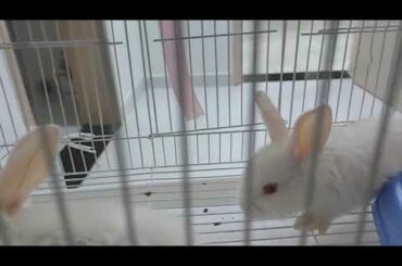 Cute rabbit
