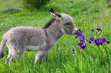 Cute Baby Donkeys Compilation