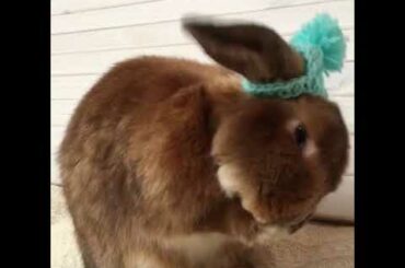 A cute rabbit Sebastian is grooming in his cute beanie hat #rabbit #funnypets