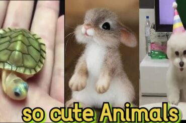 so cute Animals  ! cute baby animals videos ! cutest baby animals || funnimalia