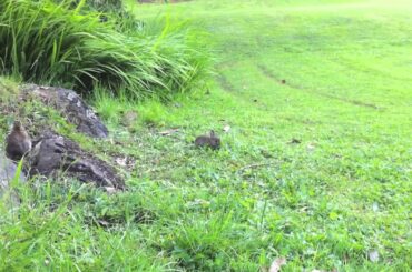 Wild Baby Rabbits On One Tree Hill (Auckland, New Zealand)