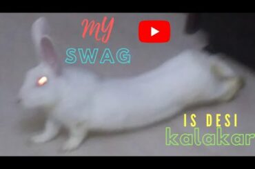 Cute Rabbit Stretching Lazy