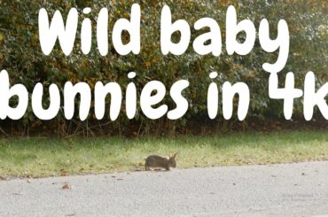 Wild baby bunnies in 4k
