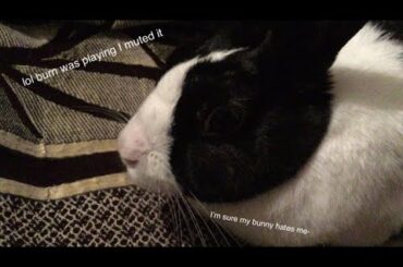cute bunny