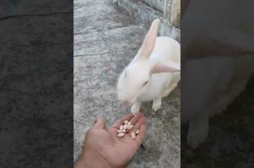Cute rabbit eating peanuts