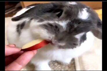 Cute Rabbits-Funny Baby Bunny Videos #2 /online zoo