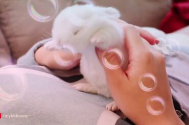 Cute 😍 baby bunnies so rhe hai