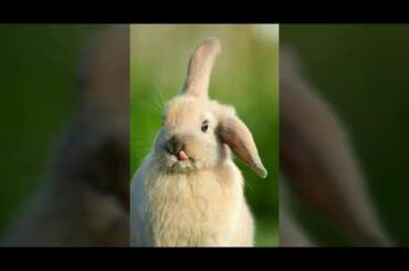 Cute rabbit