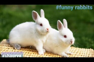 #chiku&#miku Funny and cute baby bunny rabbits videos 🐇 animals videos compilation 2021