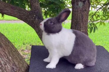 Cute bunny needs a break from humans