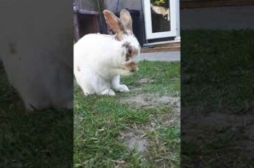 Cute bunny