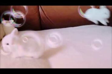 Funny baby bunnies playing 😂😍