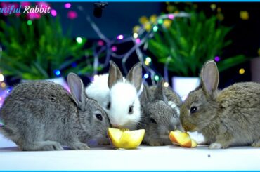 Beautiful Baby Rabbits Eating Apple ASMR Very Delicious