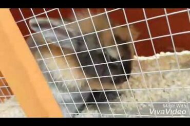 Cute bunny washing her face *Very cute*