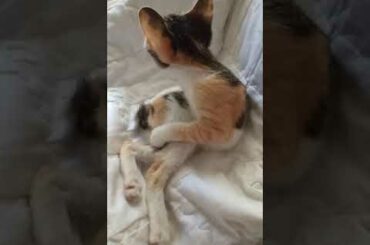 Morning Cat washing body