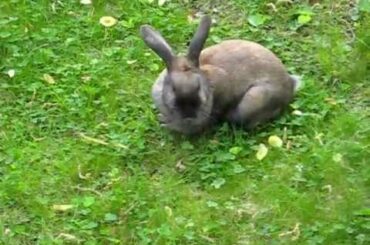 Cute Rabbit Outside