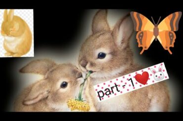 Rabbits🐰 cute videos compilation❤️