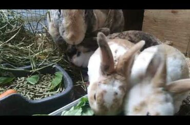 Baby Rabbits! 5.5 weeks old | #Rabbit #babyrabbits #cute #bunny