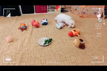 Выбираем подругу💗  Cute rabbit🐇
