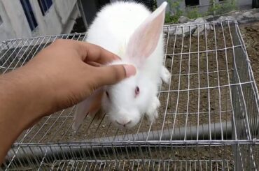 Awesome Bunny | So Cute Rabbit