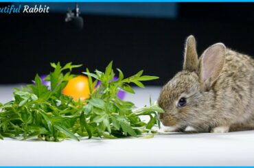 Adorable Baby Rabbit Eating vegetables very delicious ASMR