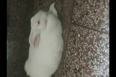 My cute rabbit gunnu inna sona kyu rab ne bnaya