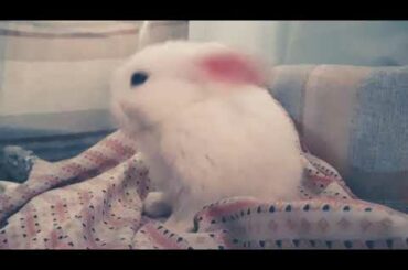 Am i cute? #rabbit #snow