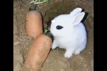 beautiful rabbit whatsapp status //beautiful whats app status video#indian songs #cute rabbit