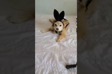Naughty Dog Caught Cosplaying Dressed Up as a Cute Bunny Secretly Video Chatting with Boy Friend.