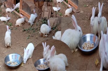 Funny and Cute Baby Bunny Rabbit Videos 🐇 Baby Animal Video Compilation 2020