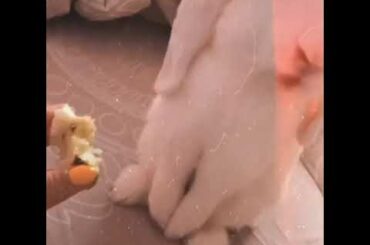 Моя сладкая вата♥️  Cute rabbit🐇