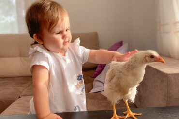 Funny reaction of a cute baby to a chick!