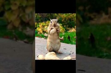 Cute Rabbit