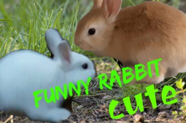 May bago kaming baby sa bahay(cute)funny rabbit