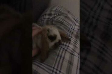 Cute bunny